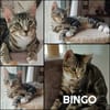 BINGO