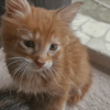 ED