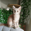 PETIT COEUR