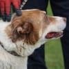 Juka - für hundeerfahrene Familie