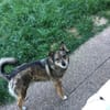 Lilly - Mensch mit Geduld gesucht