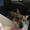 Lilly - Mensch mit Geduld gesucht