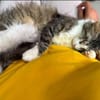 Chiara - Prinzessin Rosanase sucht Kuschelplatz