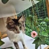 Chiara - Prinzessin Rosanase sucht Kuschelplatz