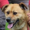 Mirosha - aufgeweckte Familienhündin