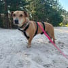 Rizhko ~5 Jahre sucht sein Körbchen