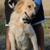 Jazz - kinderlieber Familienhund