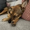 Nille  (noch) unsicher, aber neugierig und verkuscheelt