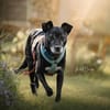 Bella, lieb und ängstlich,  sucht IHRE Familie