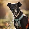 Bella, lieb und ängstlich,  sucht IHRE Familie