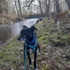 Bella, lieb und ängstlich,  sucht IHRE Familie
