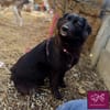 Mura 💖  Knuddeliges Hundemädchen sucht