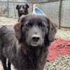 Mura 💖  Knuddeliges Hundemädchen sucht