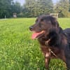 Mura 💖  Knuddeliges Hundemädchen sucht