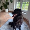 Mura 💖  Knuddeliges Hundemädchen sucht