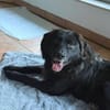 Mura 💖  Knuddeliges Hundemädchen sucht