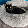 Menschenbezogener Kater Paris