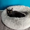 Menschenbezogener Kater Paris