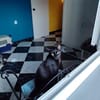 Menschenbezogener Kater Paris