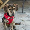 Maya💕wartet in 51469 Bergisch Gladbach