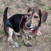 Maya💕wartet in 51469 Bergisch Gladbach