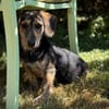 Maya💕wartet in 51469 Bergisch Gladbach