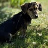 Maya💕wartet in 51469 Bergisch Gladbach