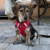 Maya💕wartet in 51469 Bergisch Gladbach