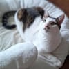 Margo - liebevolle, neugierige Katzendame sucht Zuhause