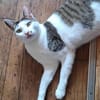 Margo - liebevolle, neugierige Katzendame sucht Zuhause