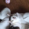 Margo - liebevolle, neugierige Katzendame sucht Zuhause