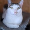 Margo - liebevolle, neugierige Katzendame sucht Zuhause