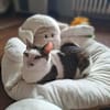 Margo - liebevolle, neugierige Katzendame sucht Zuhause