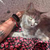 Freundliche, junge Katze Mami