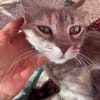 Freundliche, junge Katze Mami