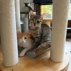 Kleo & Rhea suchen gemeinsam ein Zuhause