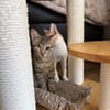 Kleo & Rhea suchen gemeinsam ein Zuhause