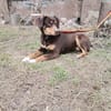 Bambi sucht ihre Menschen