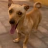 Lago (m 11/25) sucht seinen Kuschelmenschen