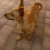 Lago (m 11/25) sucht seinen Kuschelmenschen