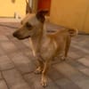 Lago (m 11/25) sucht seinen Kuschelmenschen