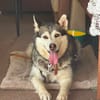 Niva sucht ein liebevolles Zuhause