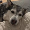 Niva sucht ein liebevolles Zuhause