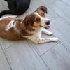 Babette Mix Hündin 5 Jahre in 72587