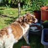 Babette Mix Hündin 5 Jahre in 72587