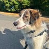 June sucht ein liebevolles Zuhause