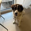 June sucht ein liebevolles Zuhause