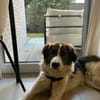 June sucht ein liebevolles Zuhause