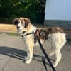 June sucht ein liebevolles Zuhause
