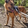 Lilo sucht ein Zuhause